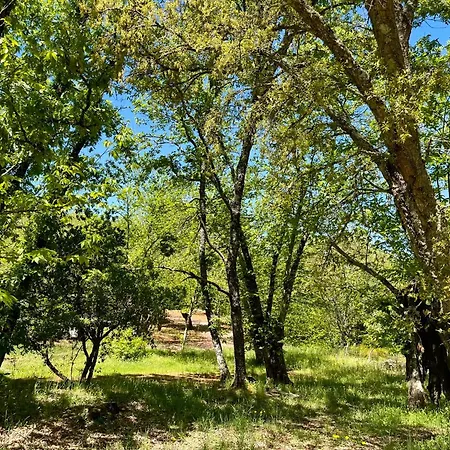 El Madronal Campsite