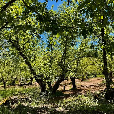 Campsite El Madronal